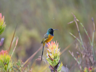 Orange-breasted Sundbird