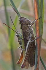 Grasshopper