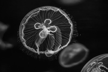 Jellyfish