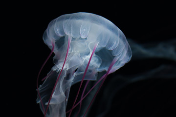 Jellyfish