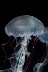 Jellyfish
