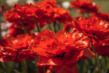 Flowers red tulips 