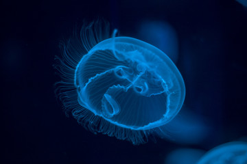 Naklejka premium Jellyfish