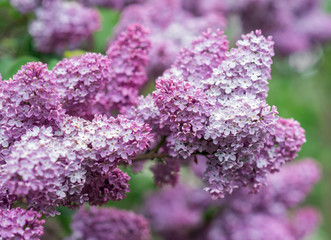 Obraz premium Flowering branch of lilac