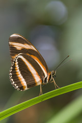 Schmetterling