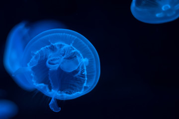Jellyfish