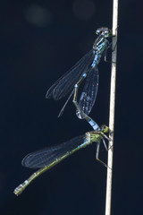 Libelle