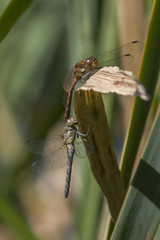 Libelle