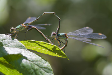 Libelle