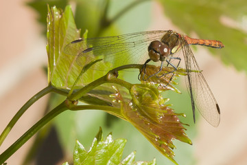 Libelle