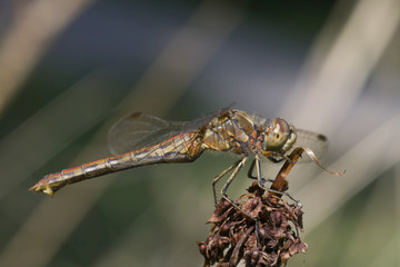 Libelle