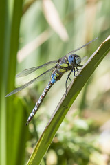 Libelle