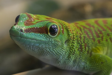 Reptil