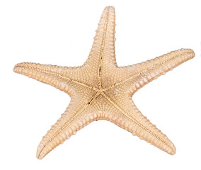 starfish on white background