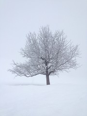 Fototapeta na wymiar snowy tree on foggy day