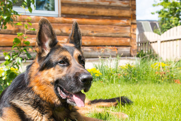 Dog german shepherd on the grass
