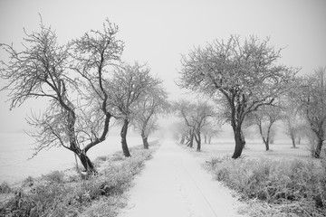 Droga pokryta śniegiem otoczona oszronionymi drzewami
