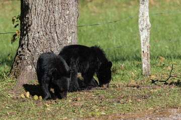 BLACK BEARs