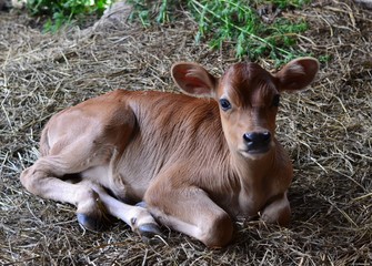 Jersey calf