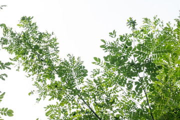 group of green leaf and skygreen leaf from garden,green leaf make oxygen and part of tree