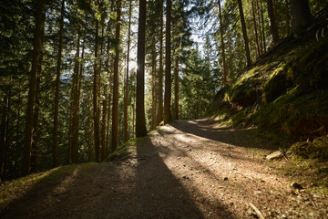 Naklejka premium Wooded forest trees silhouette, backlit by golden sunlight before sunset with sun rays pouring through trees on forest floor illuminating tree branches, Europe French Alps close to Switzerland border