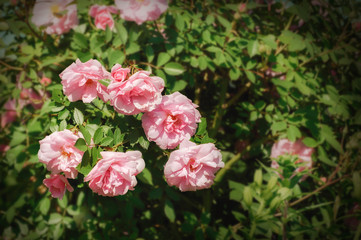 Pink roses growing outdoors