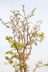 group of green leaf and skygreen leaf from garden,green leaf make oxygen and part of tree