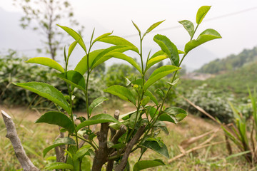 Kurseong (Darjeeling), India