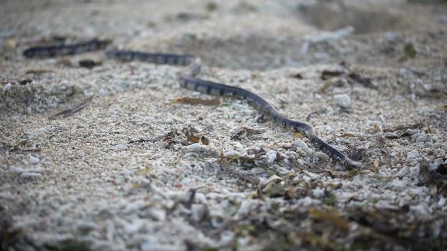 The island of Bali. Jungle. Snake crawling on the ground. Traveling around the island of Bali, you can see many exotic animals.