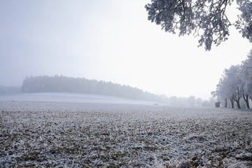 Obraz premium Winter landscape and snow wrapped trees in Sumava, Czech republic,