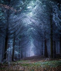 Forest in Wintertime