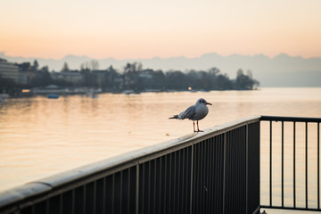Seagul staying / sitting. Watching sunset. Switzerland, West Europe