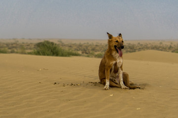 Thar Desert, Jaisalmer, India