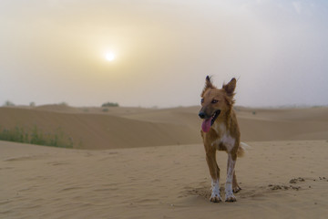 Thar Desert, Jaisalmer, India
