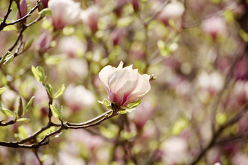Blossoming of pink magnolia flowers in spring time, retro vintage hipster background