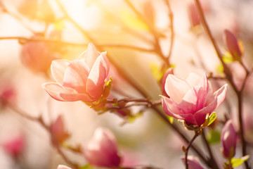 Blossoming of magnolia flowers in spring time, sunny floral background