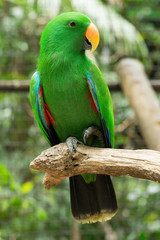 parrot