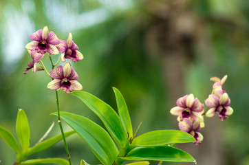  orchid