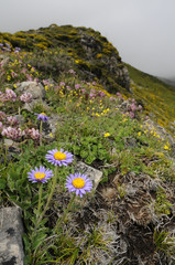 Blumenwiese im Kantabrischen Gebirge - Spanien