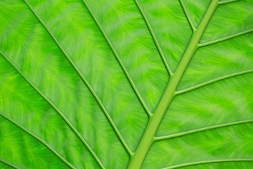 green leaf