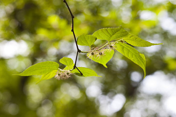 Female flowers of Broussonetia kazinoki, Kawasaki, Japan　ヒメコウゾの雌花