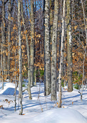 Obraz premium Winter copse with birches and fresh snow.
