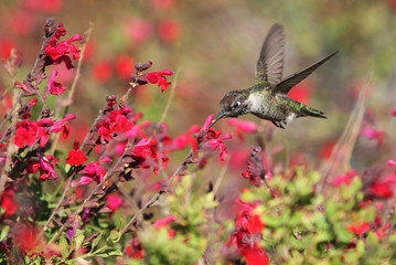 Hummingbird