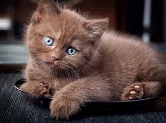 Foto auf Acrylglas Katze Brown kitten on black plate