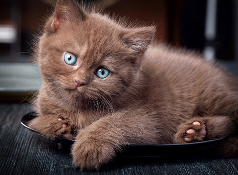 Fototapeta Brown kitten on black plate