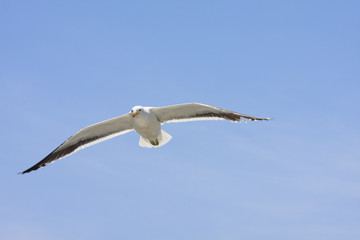 seagulls flying high in the blue air, waving their wings over th