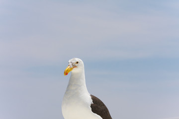 One seagull stands and rests after flying in the blue air above