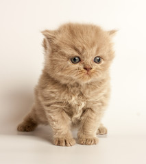 Fototapeta na wymiar funny kitten, british short hair