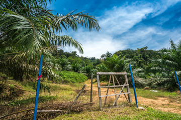 Fototapeta premium Wooden gate to a palm oil plantation in Malaysia