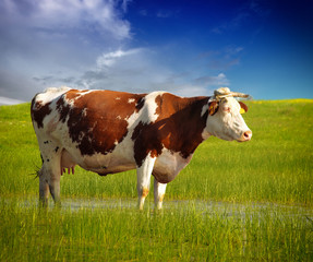 Fototapeta na wymiar Cows